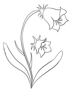 Çan çiçeği boyama sayfası,  coloring page, Ücretsiz olarak çan çiçeği, 