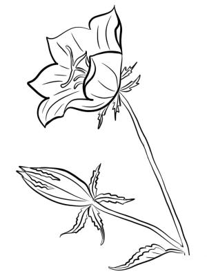 Çan çiçeği boyama sayfası,  coloring page, Çan çiçeği çizimi, 