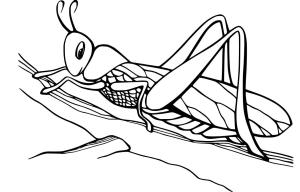 Çekirge boyama sayfası,  coloring page, , 