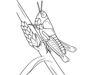 Çekirge boyama sayfası,  coloring page, Buğday Üzerindeki Çekirge, 