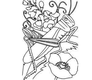 Çekirge boyama sayfası,  coloring page, Çiçeklerdeki Çekirge, 