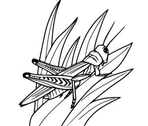 Çekirge boyama sayfası,  coloring page, , 