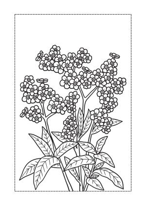 Çiçek boyama sayfası, Flower coloring page, , 