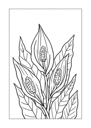 Çiçek boyama sayfası, Flower coloring page, , 