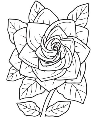 Çiçek boyama sayfası, Flower coloring page, , 