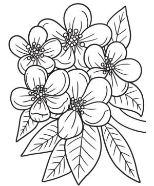 Çiçek boyama sayfası, Flower coloring page, , 