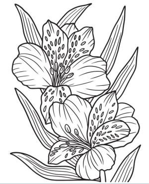 Çiçek boyama sayfası, Flower coloring page, , 