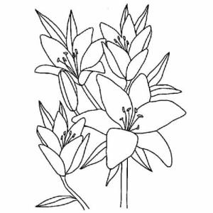 Çiçek boyama sayfası, Flower coloring page, Yazdırılacak çiçek resimleri, 