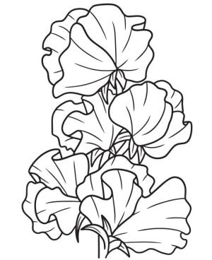 Çiçek boyama sayfası, Flower coloring page, , 