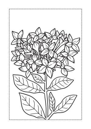 Çiçek boyama sayfası, Flower coloring page, , 