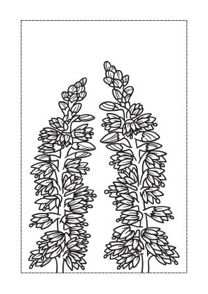 Çiçek boyama sayfası, Flower coloring page, , 