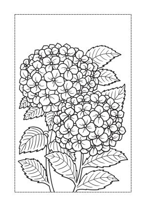 Çiçek boyama sayfası, Flower coloring page, , 