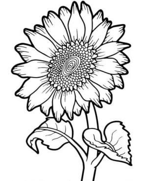 Çiçek boyama sayfası, Flower coloring page, Ayçiçeği Yapraklı, 