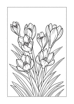 Çiçek boyama sayfası, Flower coloring page, , 