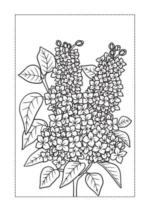 Çiçek boyama sayfası, Flower coloring page, , 