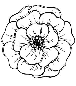 Çiçek boyama sayfası, Flower coloring page, , 