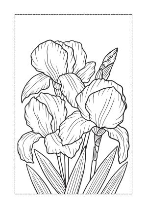 Çiçek boyama sayfası, Flower coloring page, , 