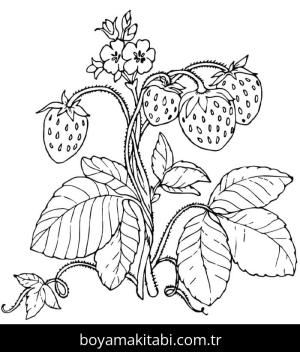 Çilek boyama sayfası – PDF indir, sevimli karakter