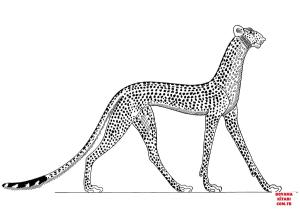 Çita boyama sayfası, Cheetah coloring page, , cheetah ancient egyptian cheetah 