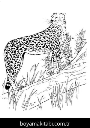 Çita boyama sayfası – kolay boyama, eğitici aktivite