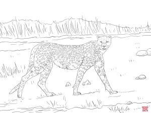 Çita boyama sayfası, Cheetah coloring page, , cheetah tanzanian cheetah 