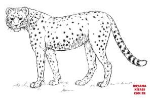 Çita boyama sayfası, Cheetah coloring page, , cheetah african cheetah 