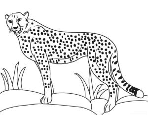 Çitanın boyama sayfası,  coloring page, Mükemmel çita, 