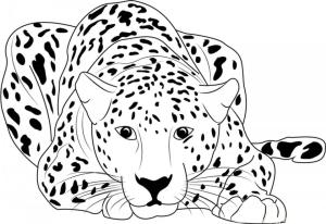 Çitanın boyama sayfası,  coloring page, Çita Yalanı, 