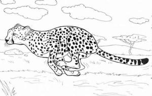 Çitanın boyama sayfası,  coloring page, Çita Koşu, 