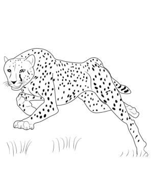 Çitanın boyama sayfası,  coloring page, Çita Atlama, 