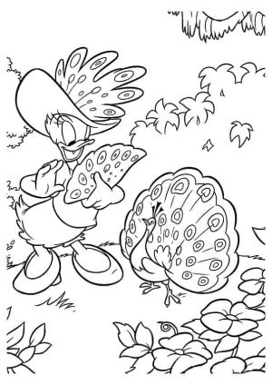 Daisy Duck boyama sayfası,  coloring page, Daisy Duck ve Tavus Kuşu, 