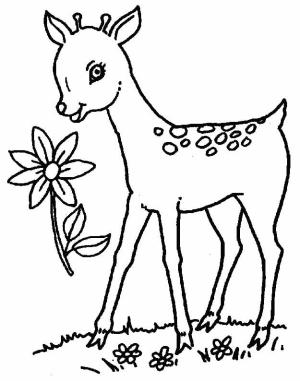 Geyik boyama sayfası,  coloring page, Güzel Geyik, 