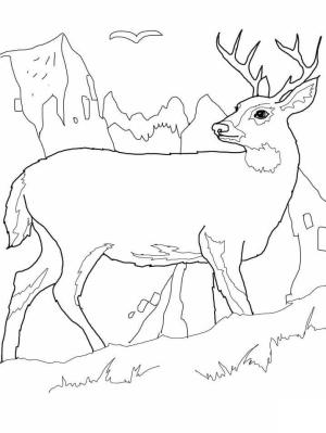 Geyik boyama sayfası,  coloring page, Vahşi Geyik 2, 