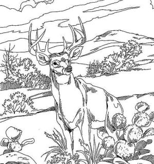 Geyik boyama sayfası,  coloring page, Vahşi Geyik 1, 