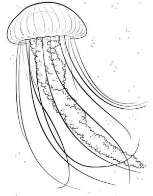 Deniz Anası boyama sayfası,  coloring page, Mükemmel Denizanası, 