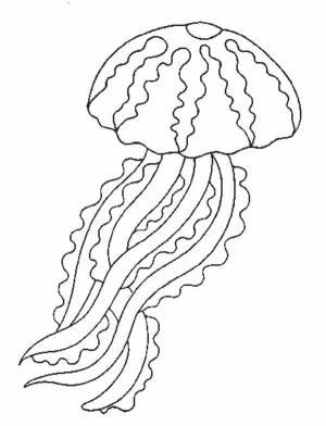 Deniz Anası boyama sayfası,  coloring page, JellyFish Yazdırılabilir, 