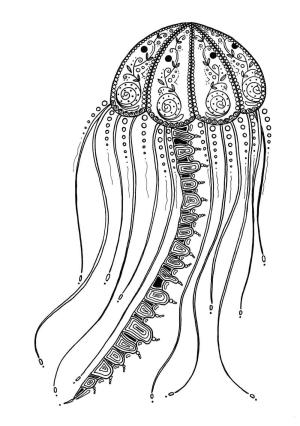 Deniz Anası boyama sayfası,  coloring page, Yetişkinler için Narin Denizanası, 