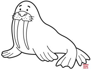 Deniz Aygırı boyama sayfası, Walrus coloring page, , walrus walrus 