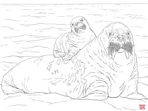 Deniz Aygırı boyama sayfası, Walrus coloring page, , walrus baby walrus on moms back 