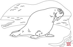 Deniz Aygırı boyama sayfası, Walrus coloring page, , walrus walrus 