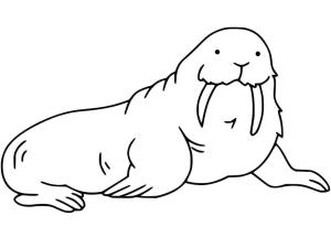 Deniz Aygırı boyama sayfası, Walrus coloring page, , 