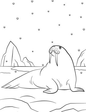 Deniz Aygırı boyama sayfası, Walrus coloring page, , 