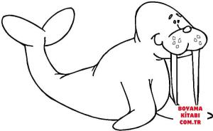 Deniz Aygırı boyama sayfası, Walrus coloring page, , walrus smiling walrus 