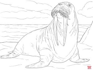 Deniz Aygırı boyama sayfası, Walrus coloring page, , walrus adult male walrus 