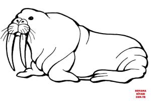 Deniz Aygırı boyama sayfası, Walrus coloring page, , walrus walrus with long tusks 