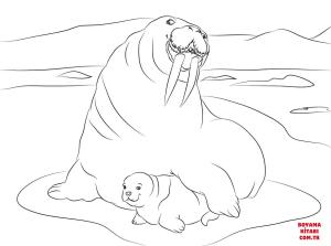 Deniz Aygırı boyama sayfası, Walrus coloring page, , walrus walrus with cute baby 