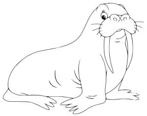 Deniz Aygırı boyama sayfası, Walrus coloring page, , 