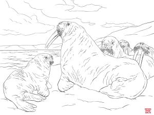 Deniz Aygırı boyama sayfası, Walrus coloring page, , walrus walrus family 