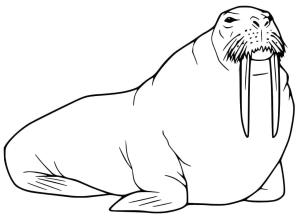 Deniz Aygırı boyama sayfası, Walrus coloring page, , 