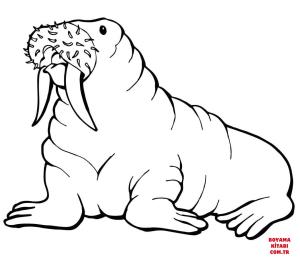 Deniz Aygırı boyama sayfası, Walrus coloring page, , walrus walrus with mustache 